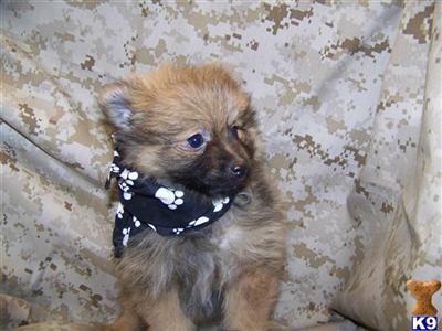 Pomeranian Puppies in FL